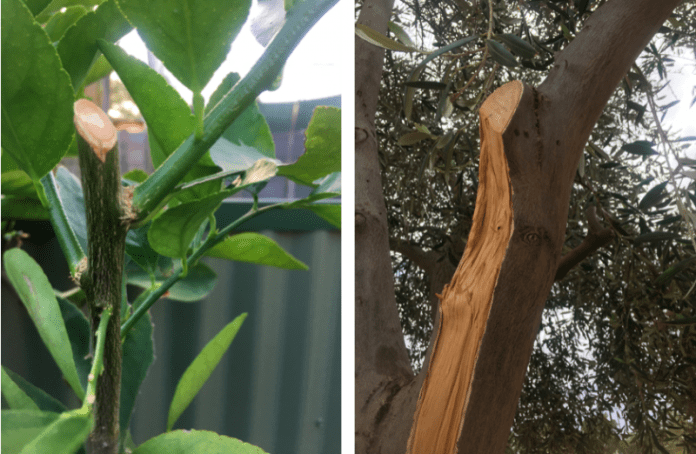 Pruning key to productive citrus trees: Miers
